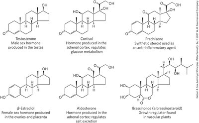 Structures of common steroid hormones