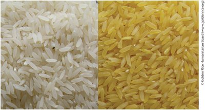 Golden rice enriched in β-carotene
