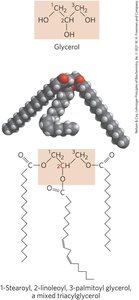 Structure of a mixed triacylglycerol