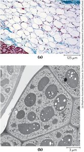 Adipocyte and plant seed lipid droplets