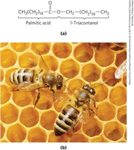 Structure of wax and beeswax