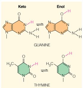 Keto and enol tautomeric forms of guanine and thymine