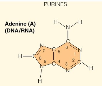 Ionization constants of ribonucleotides expressed as pKa values