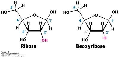 Ribose and deoxyribose structures