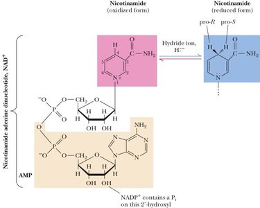 NADP+/NADPH, Coenzyme