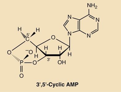 ATP, a 5′-Nucleotide