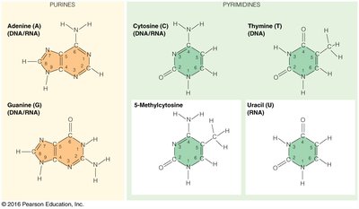 Purine and pyrimidine bases found in DNA and RNA