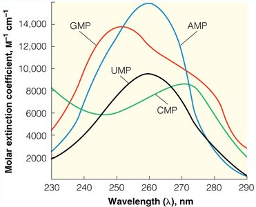 UV absorption spectra of ribonucleotides