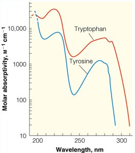 UV absorption spectra of ribonucleotides