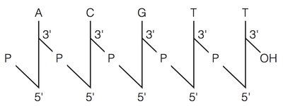 DNA double-helix structure: base pairing