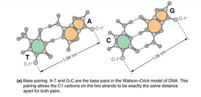 Base pairing in DNA: A-T and G-C pairs