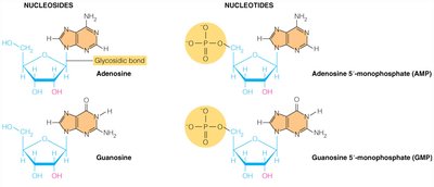 Nucleoside and nucleotide structures and naming (purines)