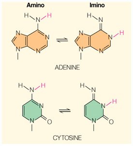 Amino and imino tautomeric forms of adenine and cytosine