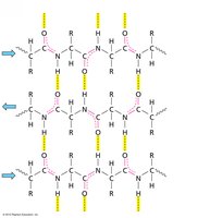 Antiparallel β-sheet structure
