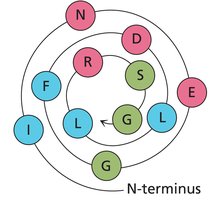Helical wheel diagram