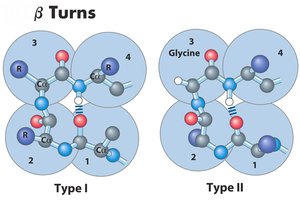 β-hairpin turns