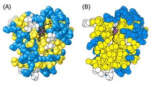 Surface and cross-section of myoglobin