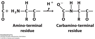 CO2 binding to hemoglobin and formation of carbamino-terminal residues