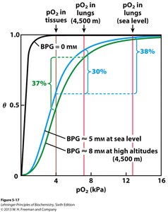 Effect of altitude on BPG levels and hemoglobin function