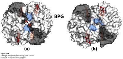 Effect of altitude on BPG levels and hemoglobin function