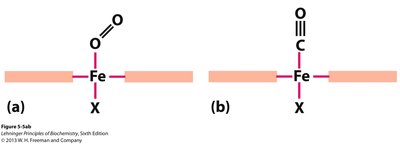 Structural basis of BPG binding in hemoglobin