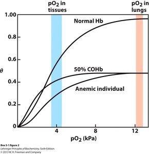 CO binding to hemoglobin and its effect on oxygen affinity
