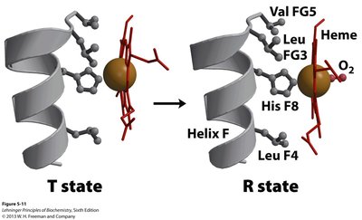 Structural transition from T state to R state in hemoglobin