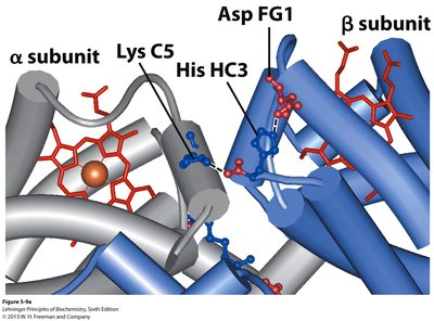 Ionic interactions stabilizing T state in hemoglobin