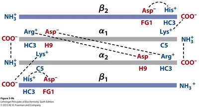 Diagram of ionic interactions between hemoglobin subunits