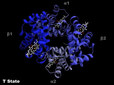 Hemoglobin in T state