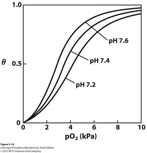 Bohr effect and regulation of hemoglobin by pH and CO2