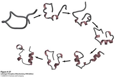Sequential stages of protein folding from unfolded to folded state