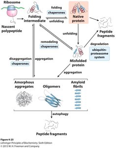 Thermodynamic contributions to protein folding