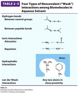 Types of noncovalent interactions in proteins