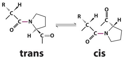 Cis-trans isomerization of proline peptide bonds