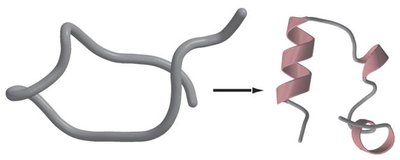 Protein folding pathway with intermediates