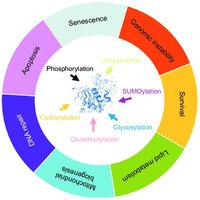 PTMs and their biological effects
