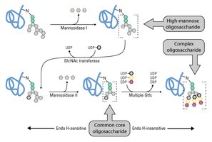 Glycan maturation pathways
