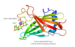 Mannose-6-phosphate recognition domain