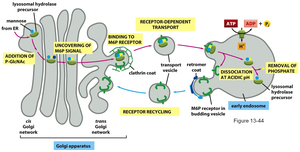 Lysosomal enzyme sorting pathway