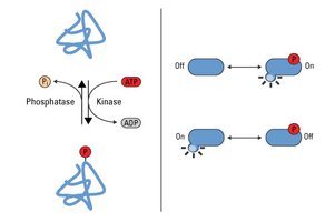 Phosphorylation mechanism