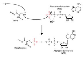 Phosphorylation and dephosphorylation