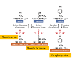 Phosphorylation reaction
