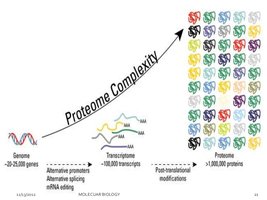 Proteome complexity increases due to PTMs