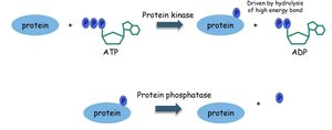 Phosphorylation mechanism