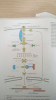 Signal transduction pathway