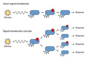 MAPK signaling pathway