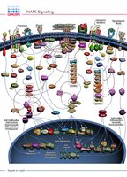 MAPK signaling pathway