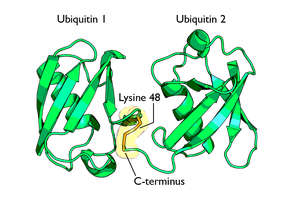 Ubiquitin structure