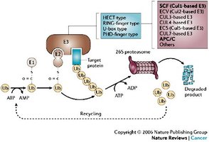 Ubiquitin enzyme complex